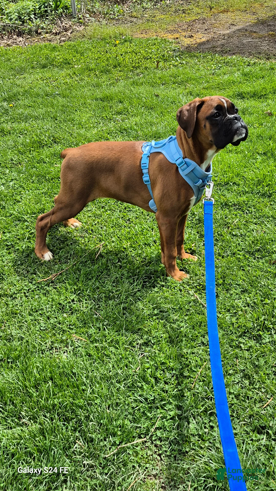 Boxer dogs for sale: Bailey  - Ad 4