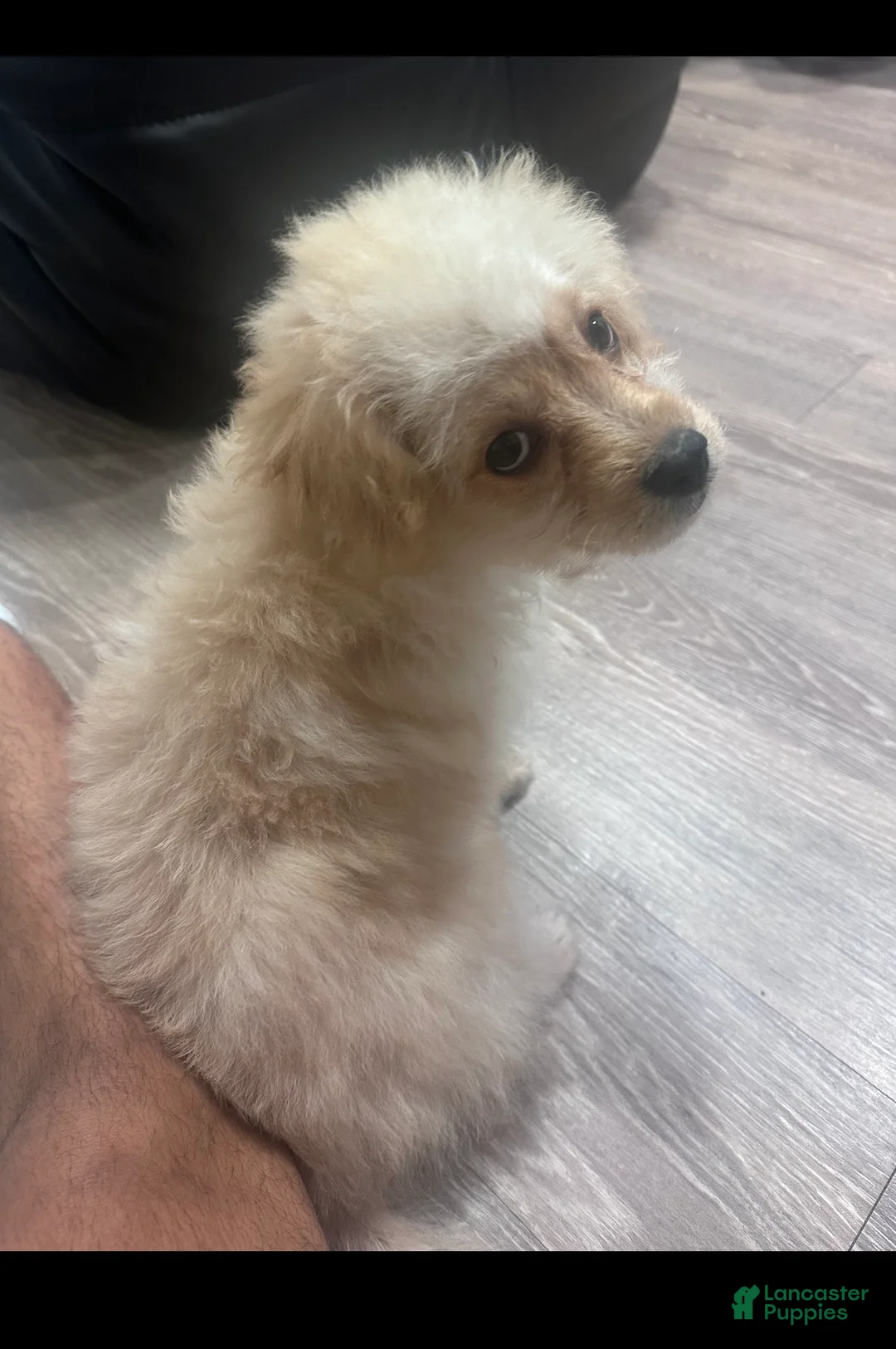 Maltipoo dogs for sale: Maltipoo Puppy 1 - Ad 1