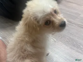 Maltipoo dogs Maltipoo Puppy 1 - Ad 16