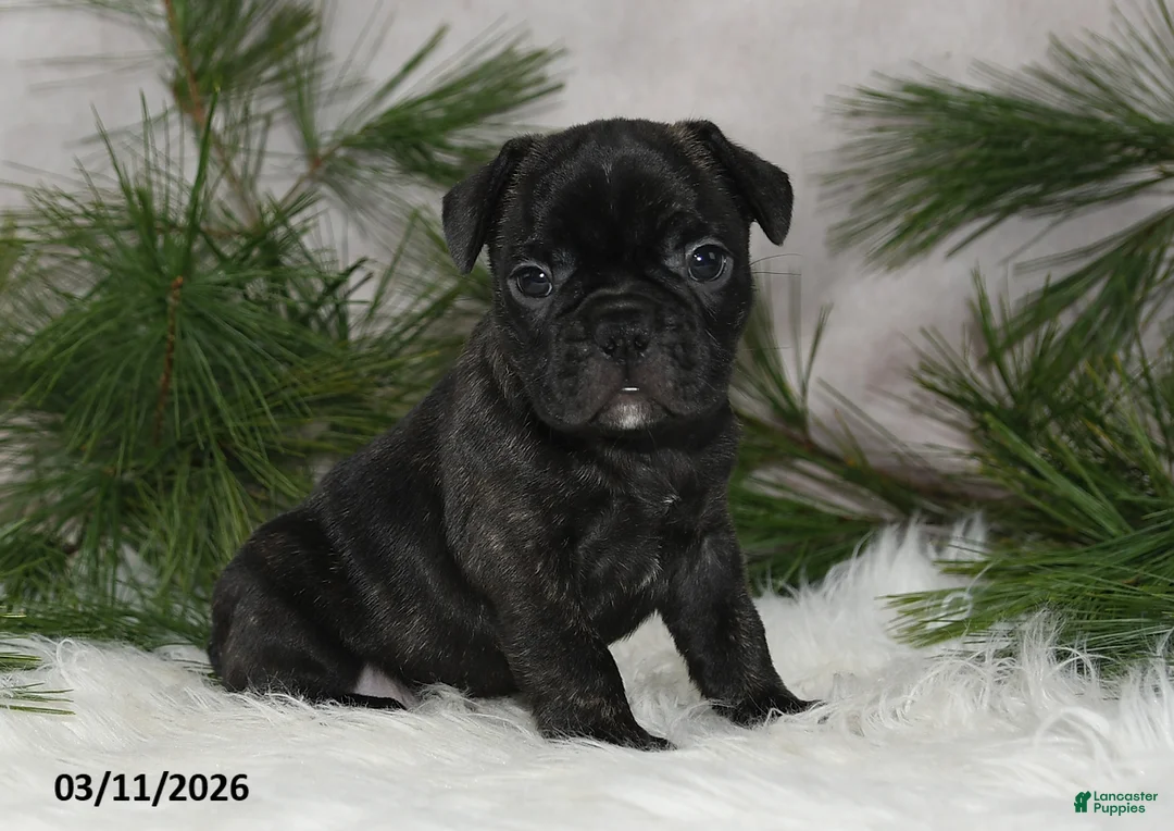 Frenchton dogs for sale: Frisco - Ad 1