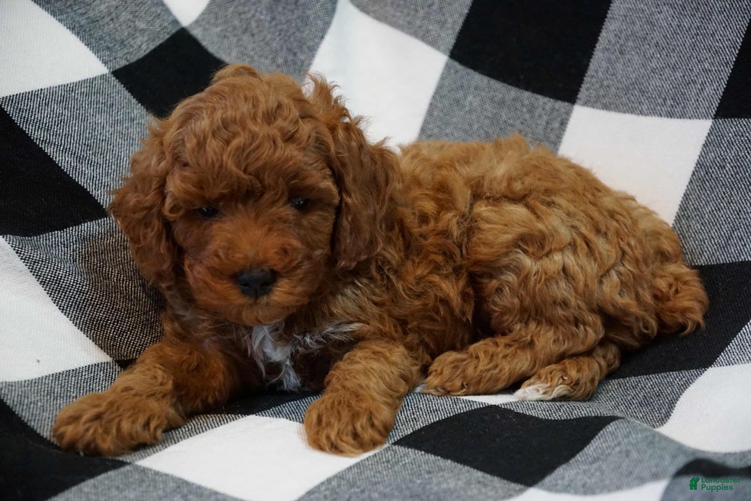 Miniature Poodle dogs for sale: Chester - Ad 3