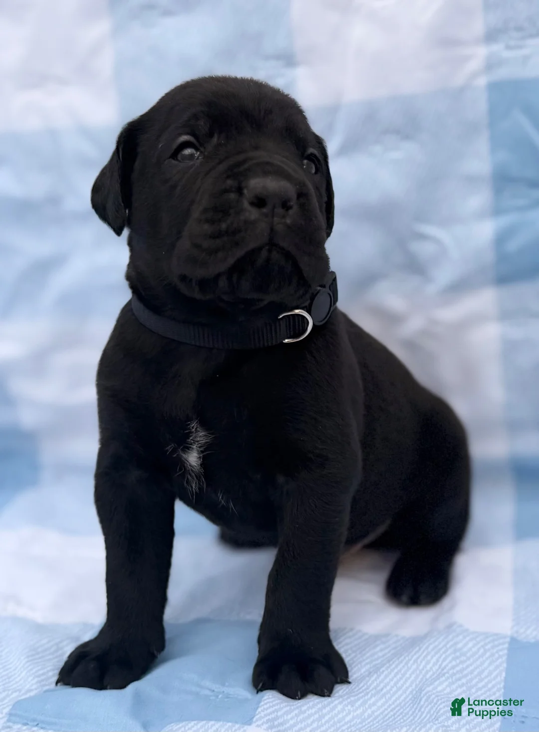 Cane Corso dogs for sale: Cane Corso 1 - Ad 6