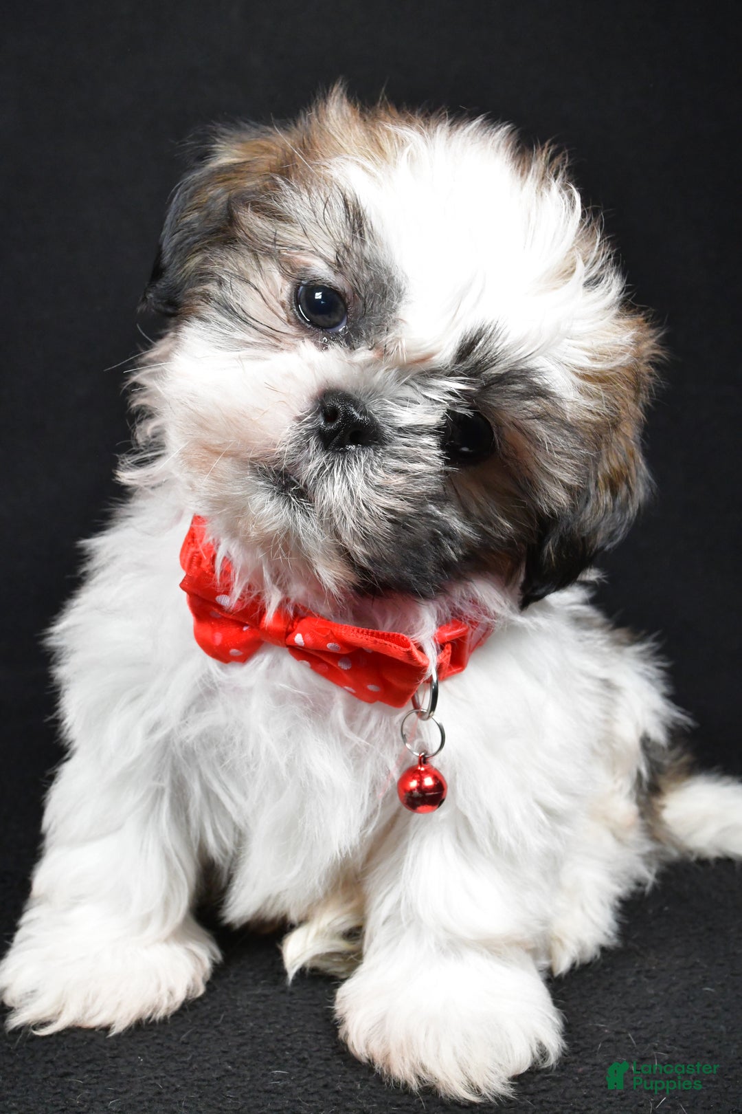 Shih Tzu dogs for sale: Kobe - Ad 8