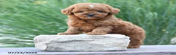 Toy Poodle dogs for sale: Tiny Laker - Ad 4