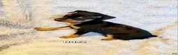 Miniature Pinscher dogs for sale: Buzz  - Ad 2