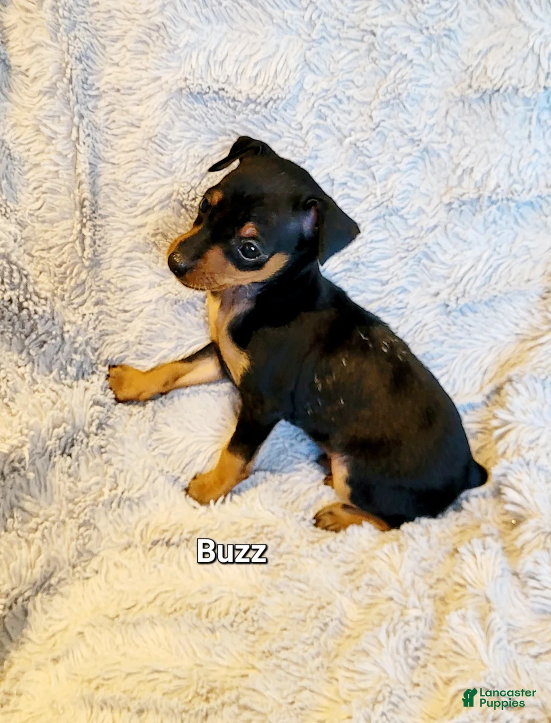 Miniature Pinscher dogs for sale: Buzz  - Ad 2