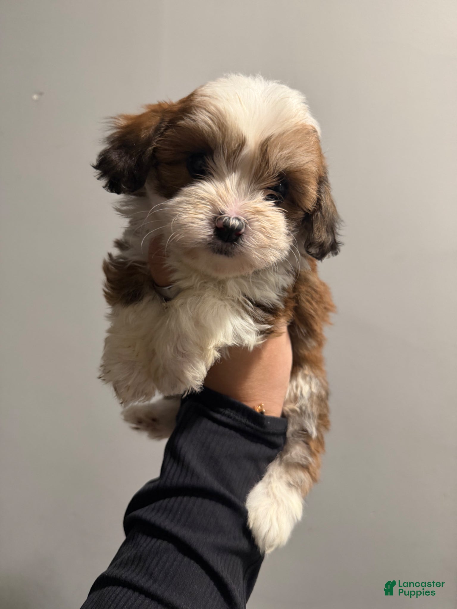 Shih Tzu dogs Ginger - Ad 13