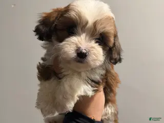 Shih Tzu dogs Ginger - Ad 13