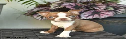 Boston Terrier dogs for sale: Willow  - Ad 4