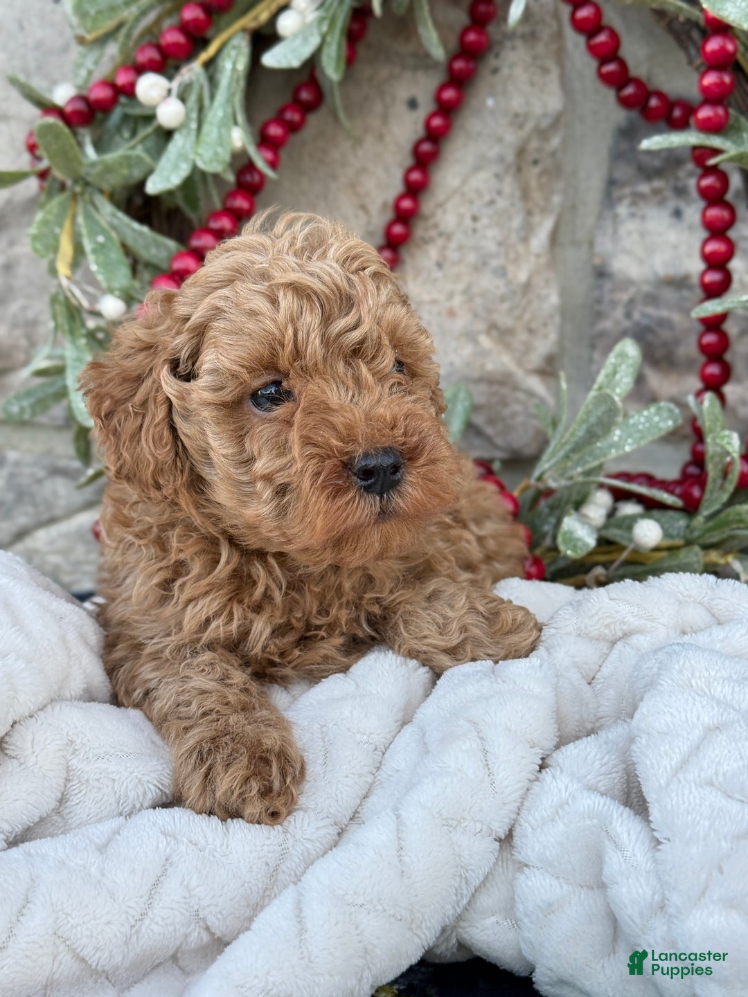 Toy Poodle dogs for sale: Trotter - Ad 10