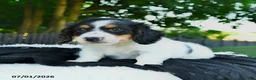 Miniature Dachshund dogs for sale: Rubble - Ad 4