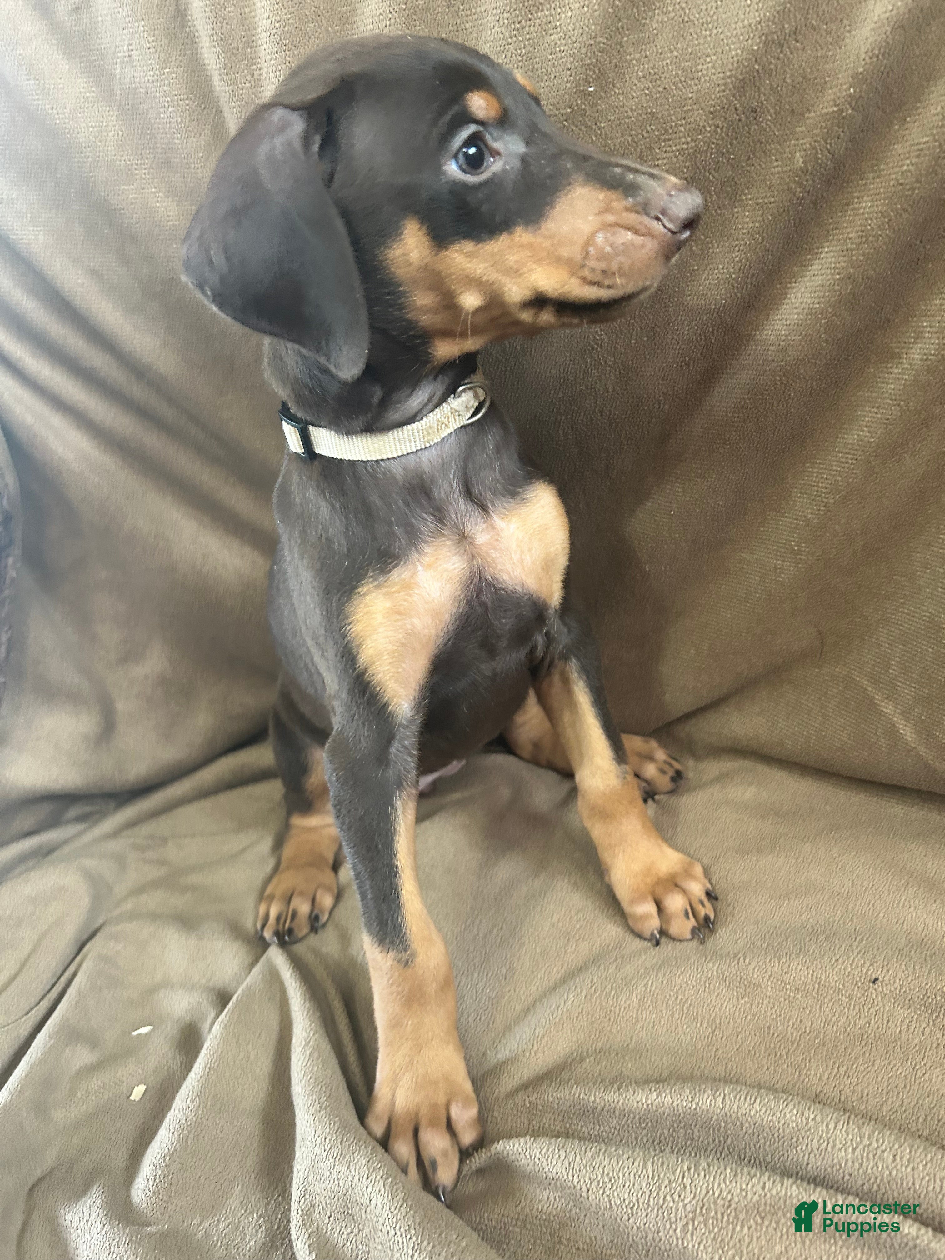 Doberman Pinscher dogs Tan Collar  - Ad 1