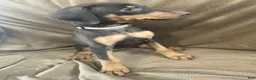 Doberman Pinscher dogs for sale: Tan Collar  - Ad 1