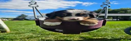 Bernese Mountain Dog dogs for sale: Hanson - Ad 2