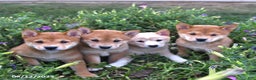Shiba Inu dogs for sale: Isabelle - Ad 10