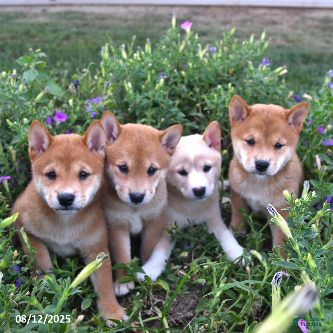 Shiba Inu dogs for sale: Isabelle - Ad 10