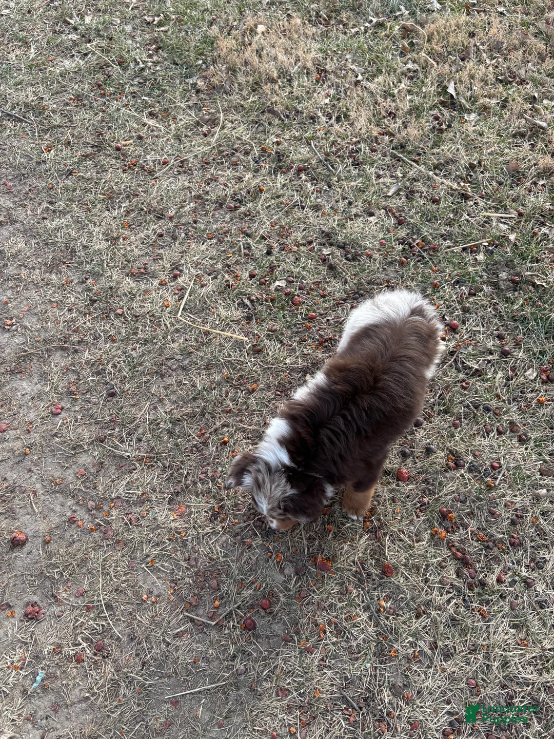 Miniature Australian Shepherd dogs for sale: Miniature Australian Shepherd Puppy 2 - Ad 3