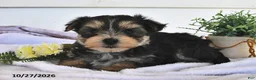 Morkie dogs for sale: Muff  - Ad 1