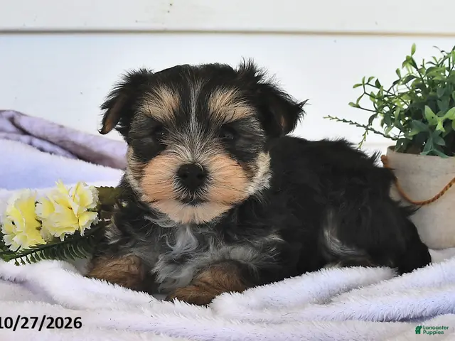 Morkie dogs for sale: Muff - Ad 1