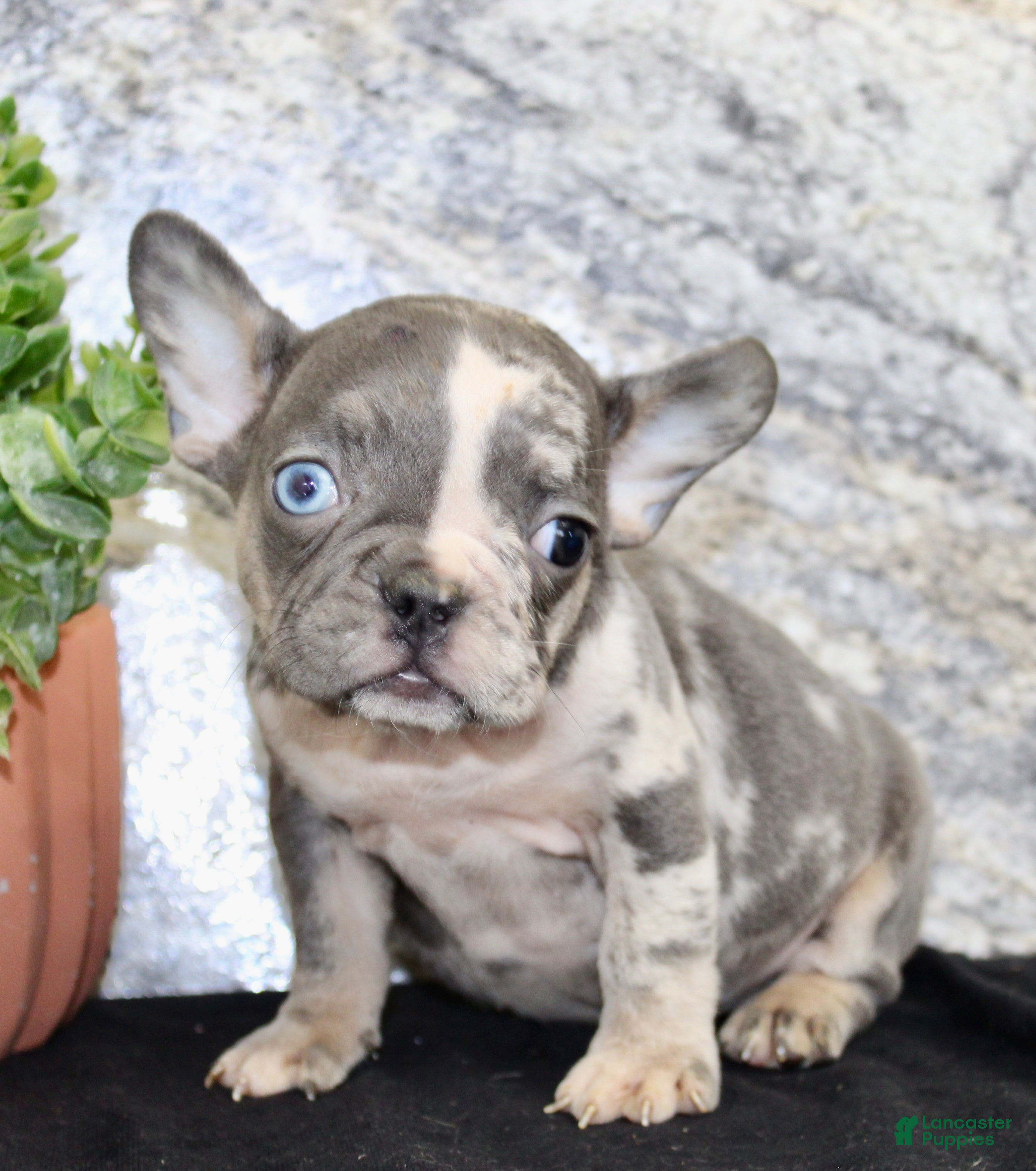 French Bulldog dogs Michelle Female AKC French Bulldog - Ad 2