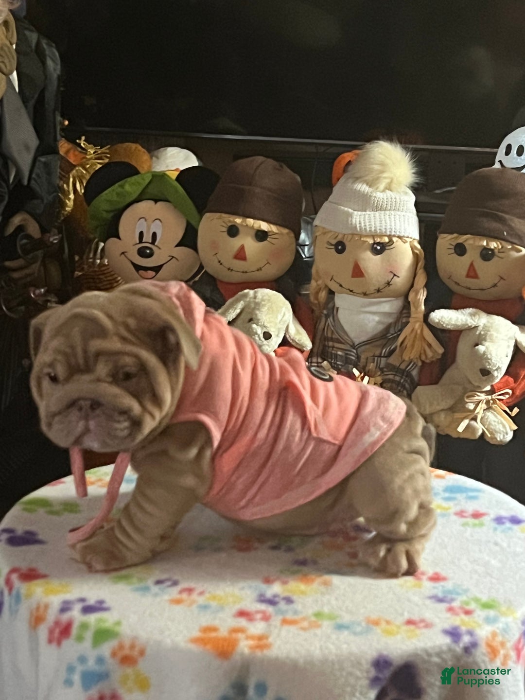 English Bulldog dogs for sale: Beatz  - Ad 5