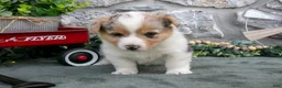 Welsh Corgi Pembroke dogs for sale: Ivy - Ad 3