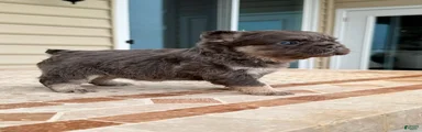 Coco