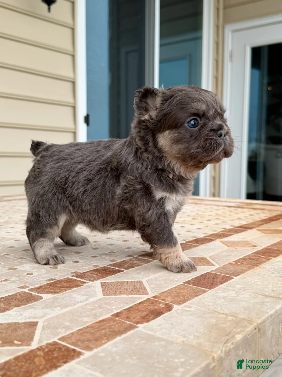 French Bulldog dogs for sale: Coco - Ad 1