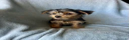 Yorkshire Terrier dogs for sale: Cody-Boy - Ad 4