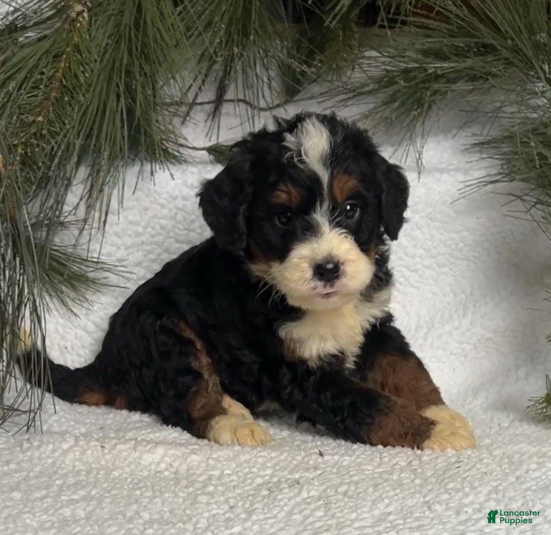 Mini Bernedoodle dogs for sale: Axel - Ad 3