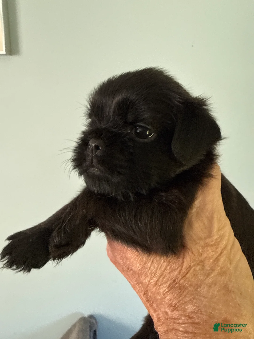 Brussels Griffon dogs for sale: Fallon - Ad 2