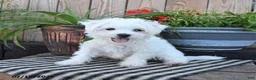 Mixed Breed dogs for sale: Edmund - Ad 3