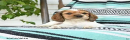 Cocker Spaniel dogs for sale: Darla - Ad 5