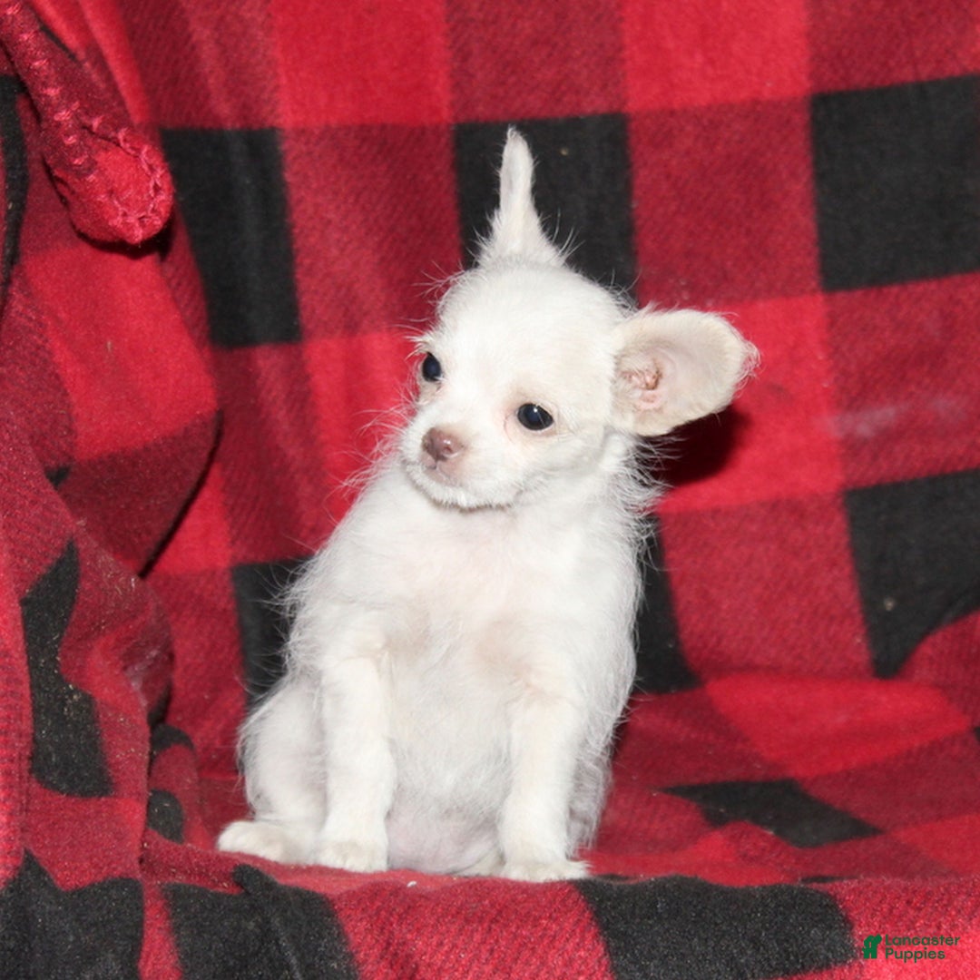 Mixed Breed dogs for sale: Fern  - Ad 2