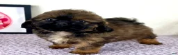 Shihpoo dogs for sale: Gretchen - Ad 29