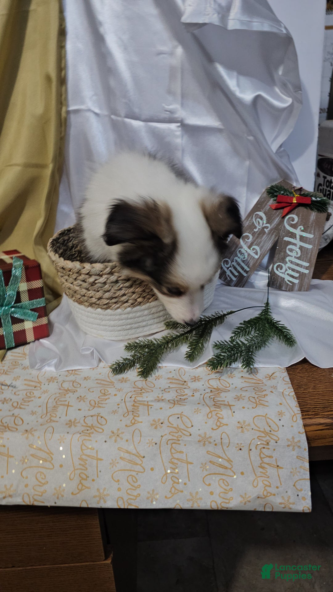 Shetland Sheepdog dogs for sale: Jingle - Ad 4