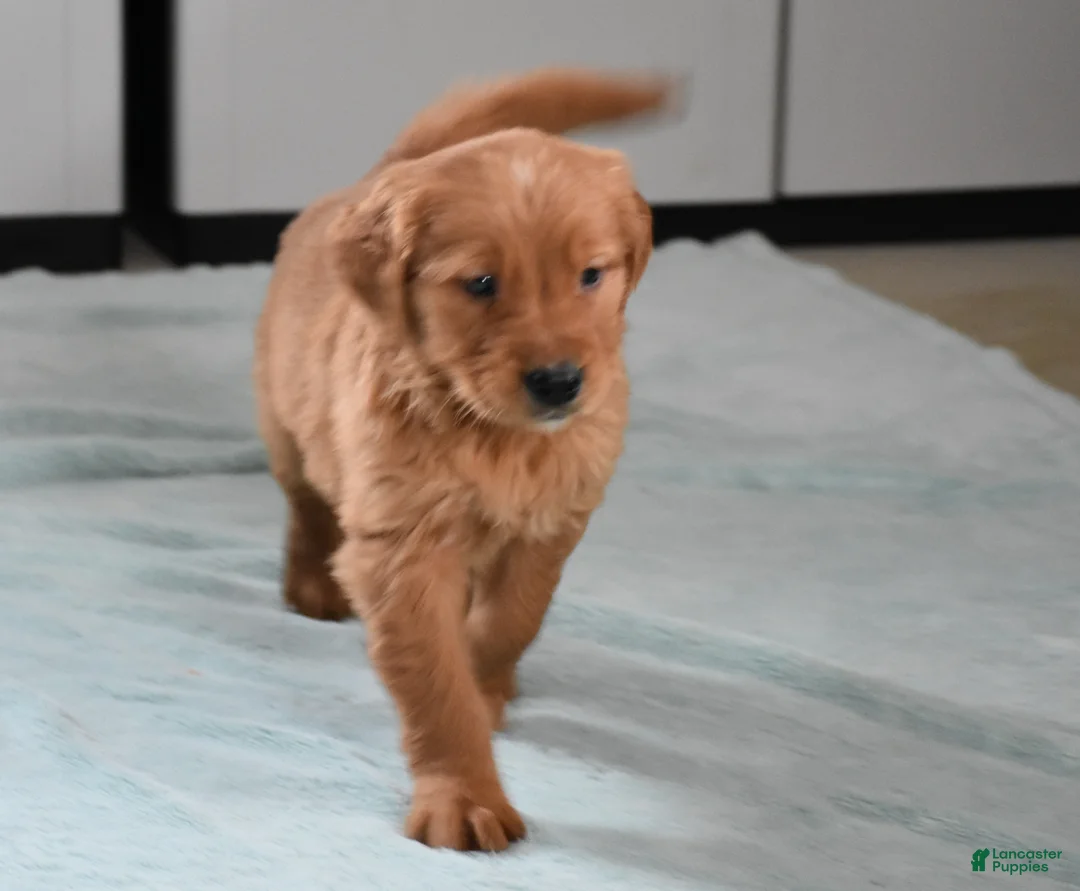 Golden Retriever dogs for sale: Tucker Genetic/OFA - Ad 10