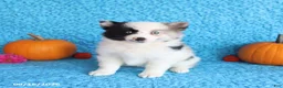Pomsky dogs for sale: Rose  - Ad 5