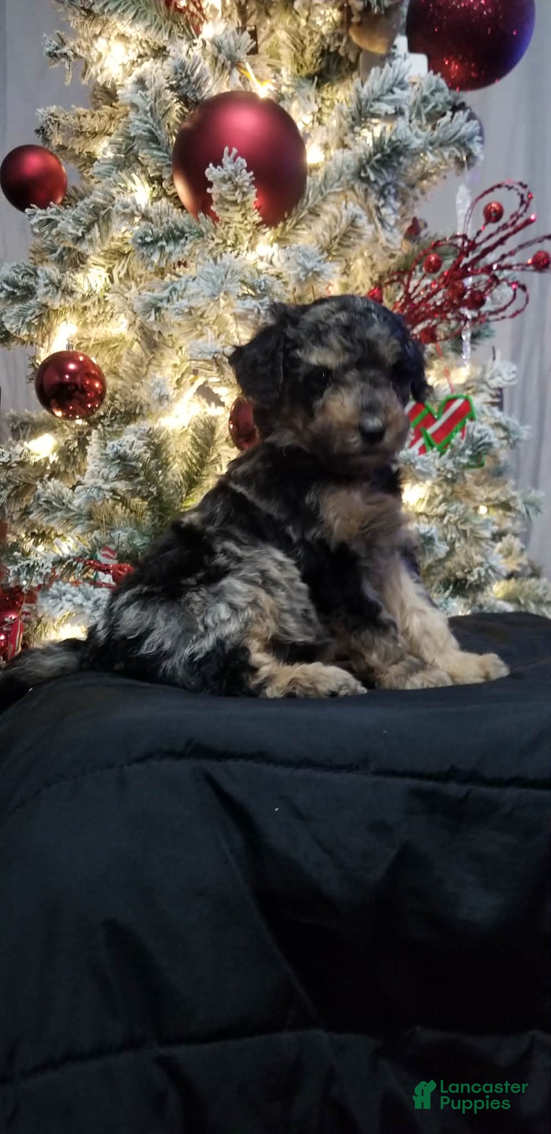 Mini Aussiedoodle dogs for sale: Mini Aussiedoodle Puppy 1 - Ad 2