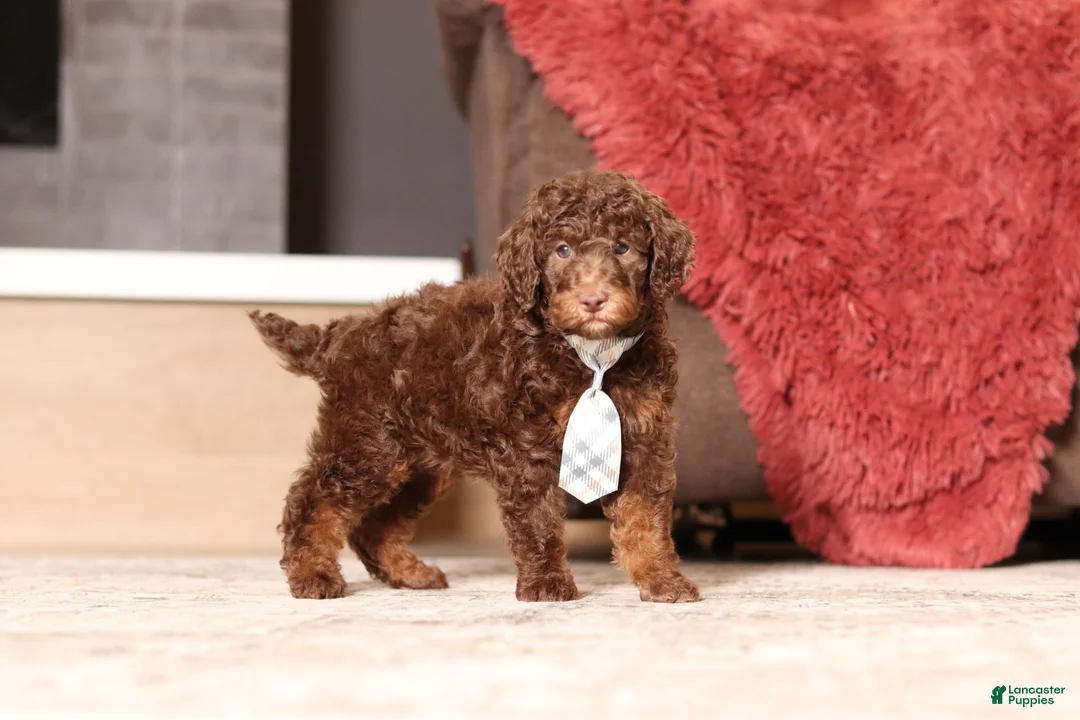 Miniature Poodle dogs for sale: Jax (AKC) - Ad 2