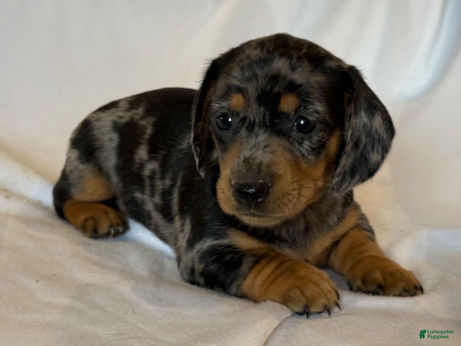 Miniature Dachshund dogs Duke - Ad 1