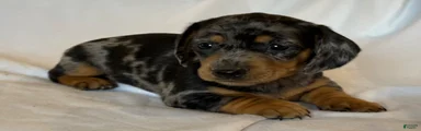 Duke