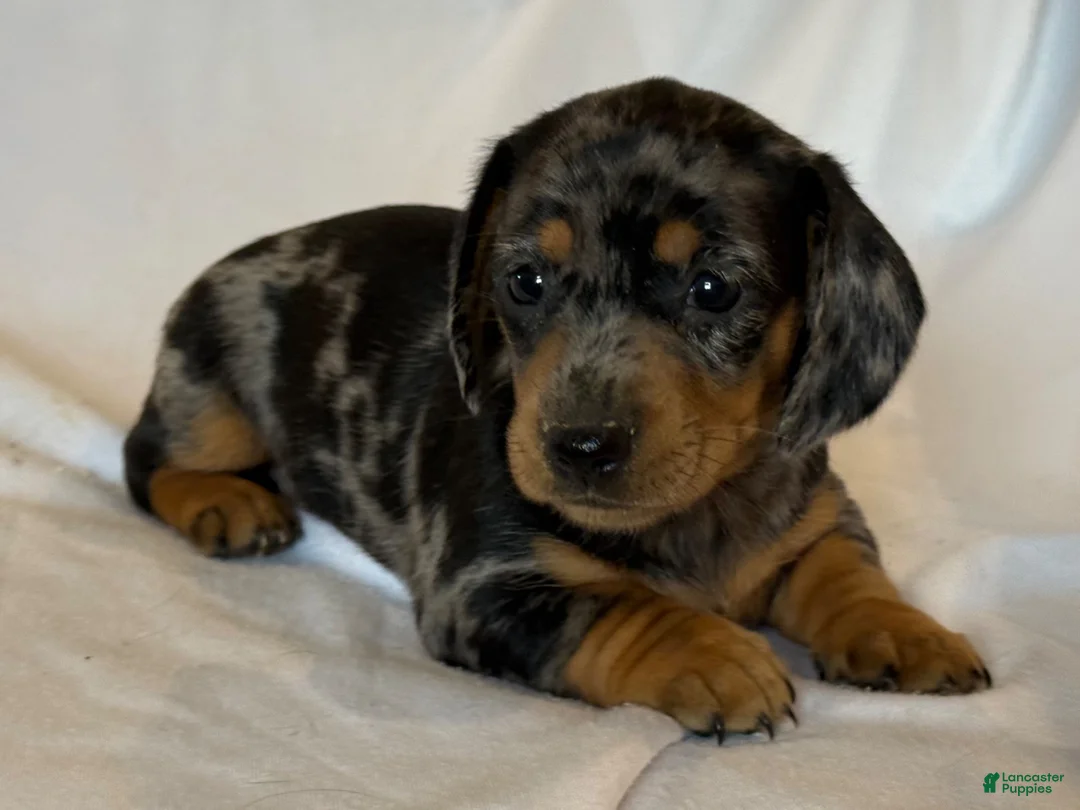 Miniature Dachshund dogs for sale: Duke - Ad 1