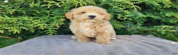 Mini Bernedoodle dogs for sale: Liam - Ad 7