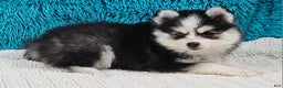 Pomsky dogs for sale: Maggie  - Ad 2