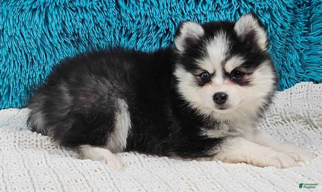 Pomsky dogs for sale: Maggie  - Ad 2