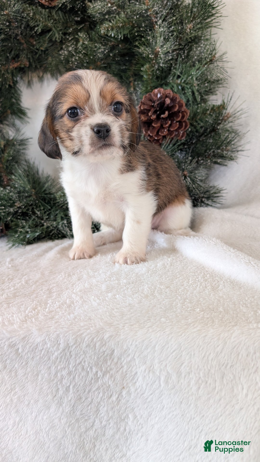 Mixed Breed dogs for sale: Mia  - Ad 5