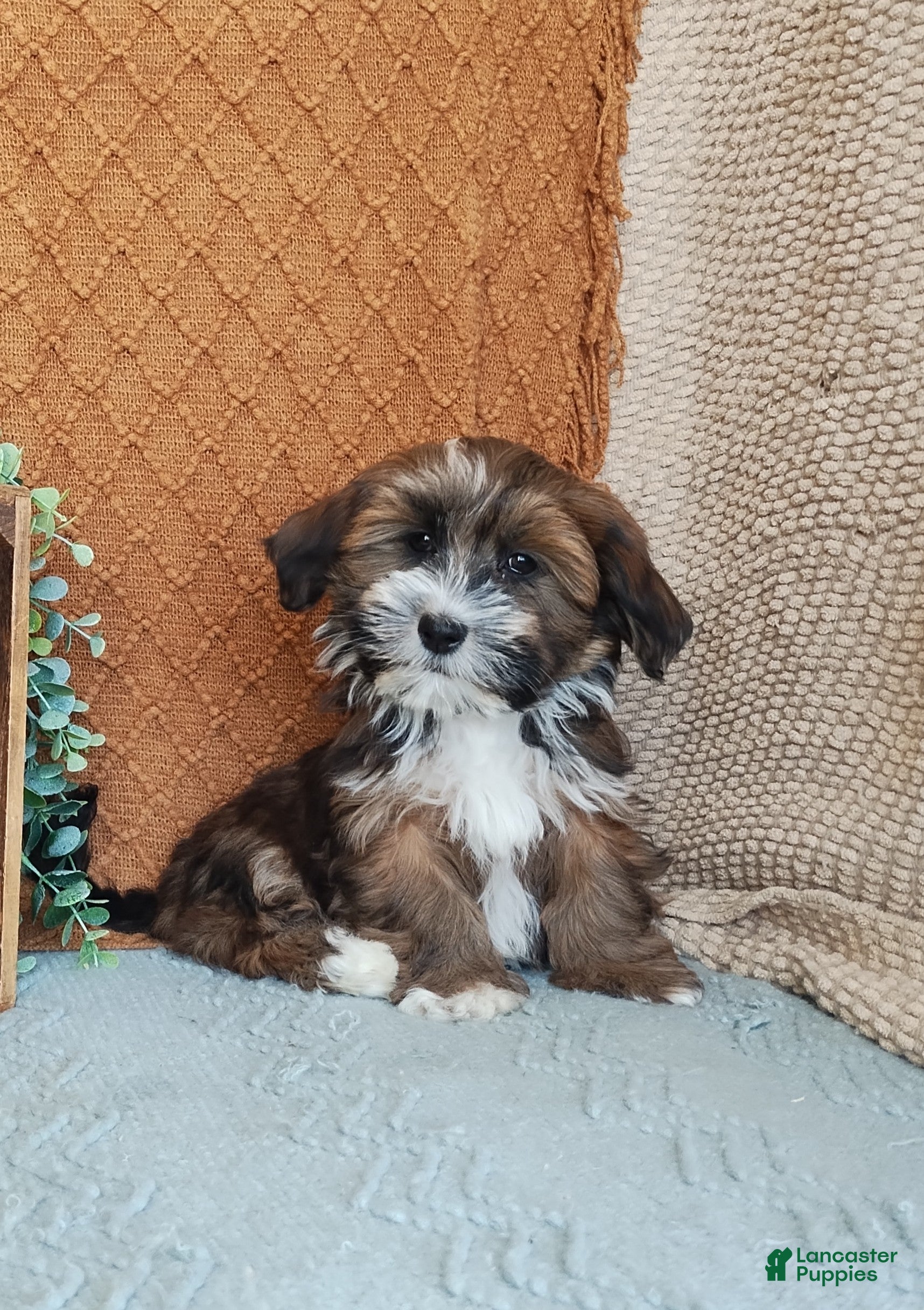 Havanese dogs Fern - Ad 19