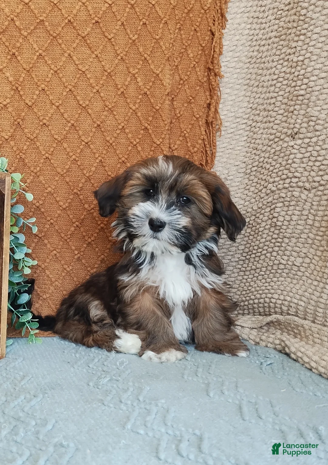 Havanese dogs for sale: Fern - Ad 1
