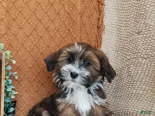 Havanese dogs Fern - Ad 19